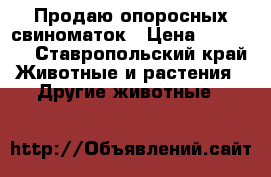 Продаю опоросных свиноматок › Цена ­ 30 000 - Ставропольский край Животные и растения » Другие животные   